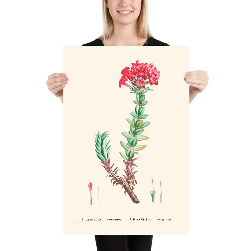 Crassula roja de Pierre-Joseph Redouté, 1802