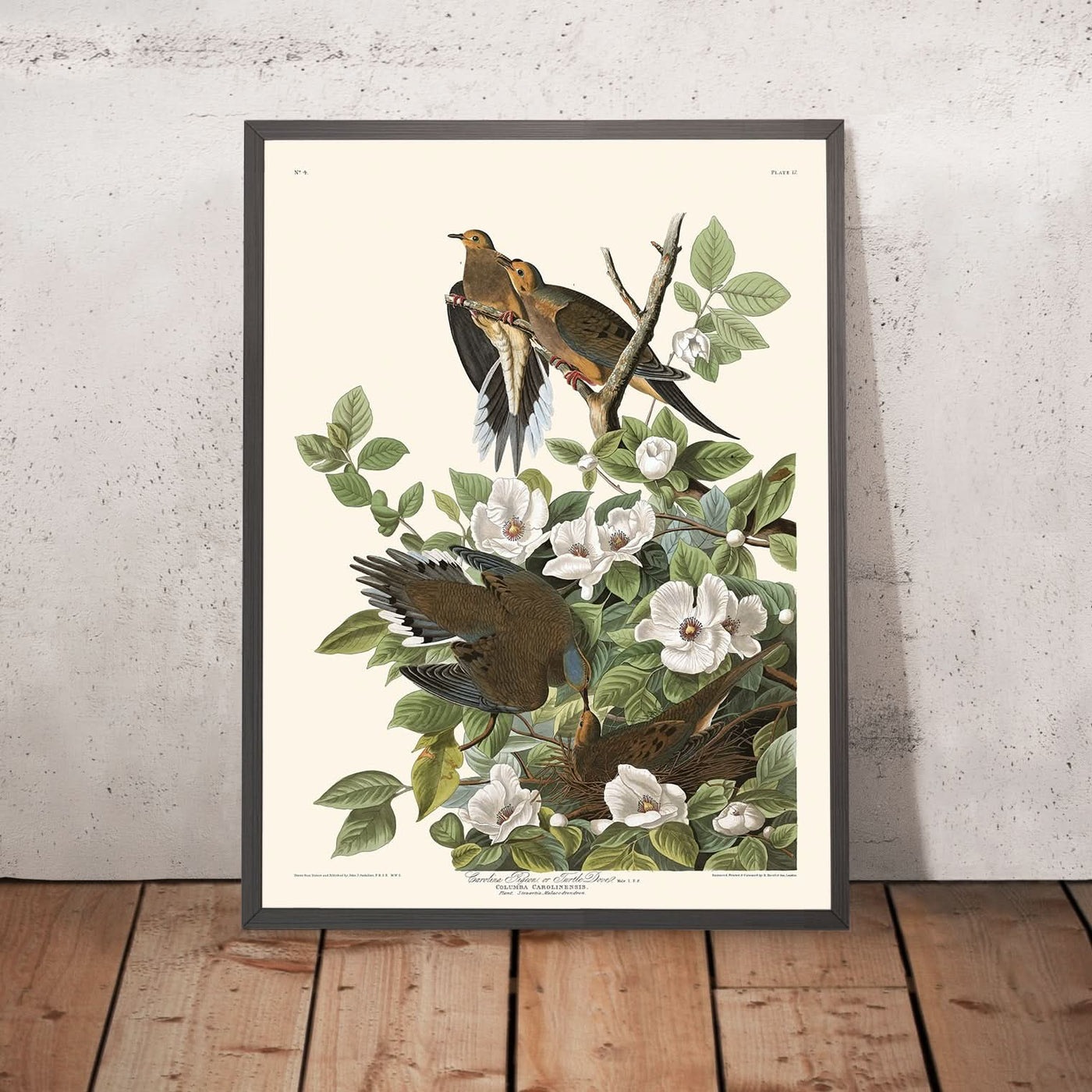 Karolina-Taube von John James Audubon, 1827 