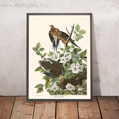 Karolina-Taube von John James Audubon, 1827 