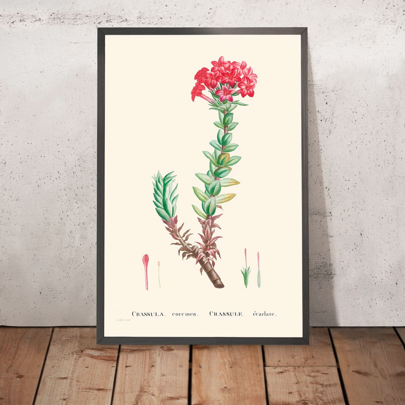 Crassula roja de Pierre-Joseph Redouté, 1802