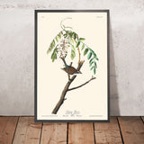 Passero di Chipping di John James Audubon, 1827 