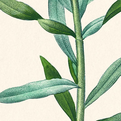 Peruvian Lily by Pierre-Joseph Redouté, 1827
