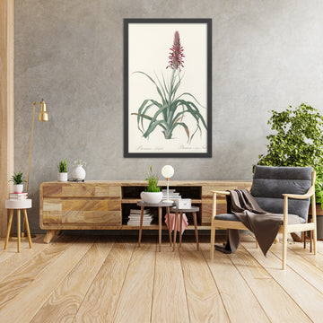 A framed image of Pitcairnia latifolia by Pierre Joseph Redouté, 1802