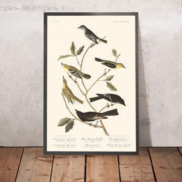 Kleiner Tyrann, Kleinkopf-Fliegenschnäpper, Blauer Bergsänger, Bartrams Vireo, Kurzbeiniger Pewee, Rocky Mountain Fliegenschnäpper von Audubon, 1827 