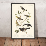 Petit Tyran des Mouches, Tyran à petite tête, Paruline des Monts Bleus, Vireo de Bartram, Pewee à pattes courtes, Tyran des Rocheuses par Audubon, 1827 