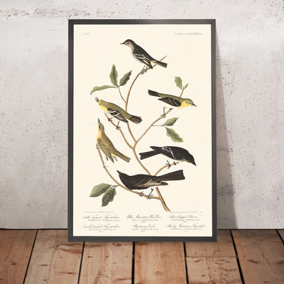 Little Tyrant Flycatcher, Small-headed Flycatcher, Blue Mountain Warbler, Bartram's Vireo, Short-legged Pewee, Rocky Mountain Fly-catcher by Audubon, 1827