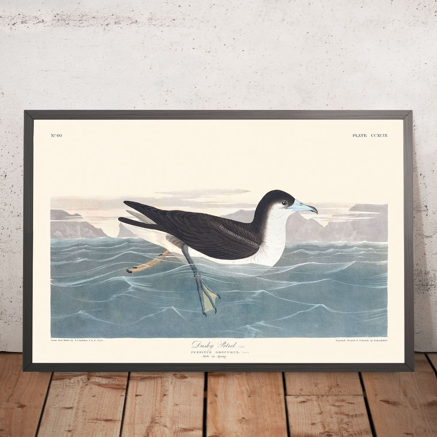 Petrel oscuro de John James Audubon, 1827 