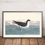 Petrello Scuro di John James Audubon, 1827 