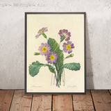 Large-Flowered Primrose (Plate 82) by Pierre Joseph Redouté, 1827