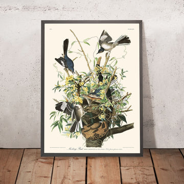 Spottdrossel von John James Audubon, 1827 