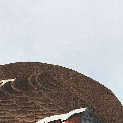 Perdrix à plumes et perdrix à pattes épaisses par John James Audubon, 1827