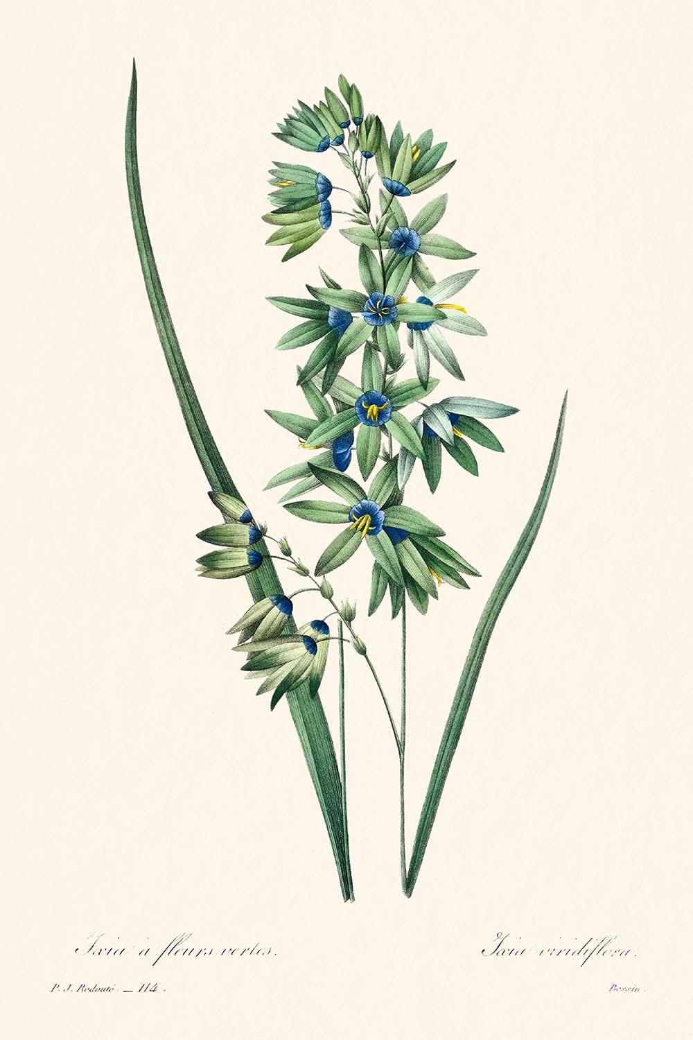 Lys de maïs africain par Pierre-Joseph Redouté, 1802