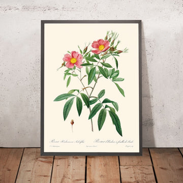 Rosa Hudsoniana Salicifolia di Pierre-Joseph Redouté, 1817 