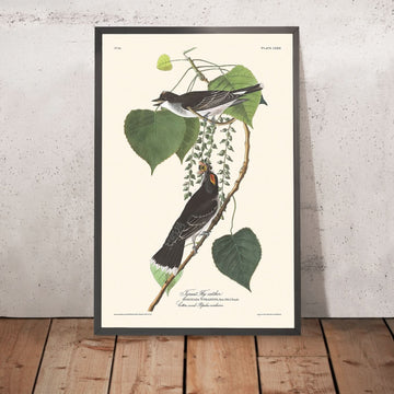 Cacciatore di tiranni di John James Audubon, 1827 