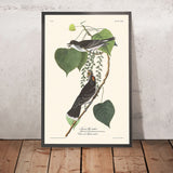Cacciatore di tiranni di John James Audubon, 1827 