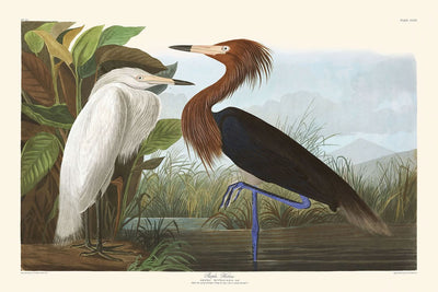 Purple Heron by John James Audubon, 1827