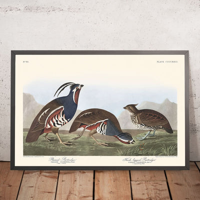 Perdrix à plumes et perdrix à pattes épaisses par John James Audubon, 1827