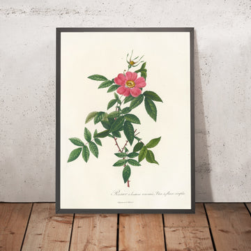 A framed image of Rose (Rosa reclinata flore simplici) by Pierre Joseph Redouté, 1817