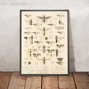 A framed image of 
