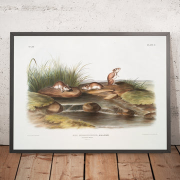 A framed image of 