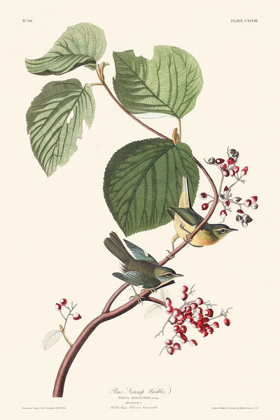 Kiefern-Sumpfsänger von John James Audubon, 1827 