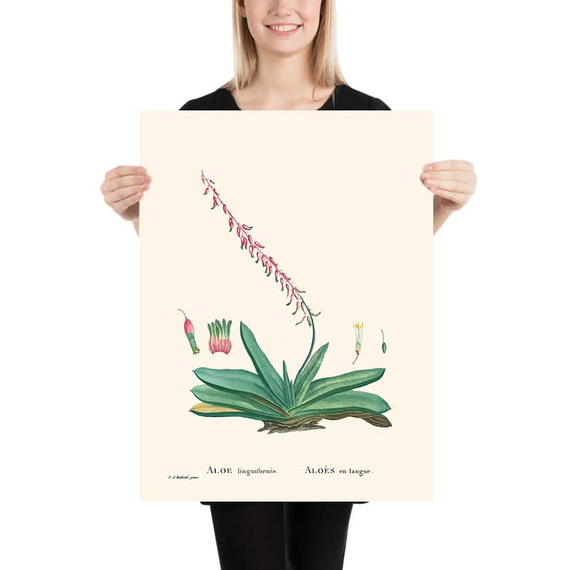 Lingua di vacca di Pierre-Joseph Redouté, 1802 