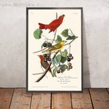 Sommerroter Vogel von John James Audubon, 1827 