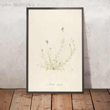 A framed image of Linaria pauciflora (Plate 18) by Pierre Joseph Redouté, 1813