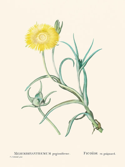 Narrow-Leaved Iceplant by Pierre-Joseph Redouté, 1802
