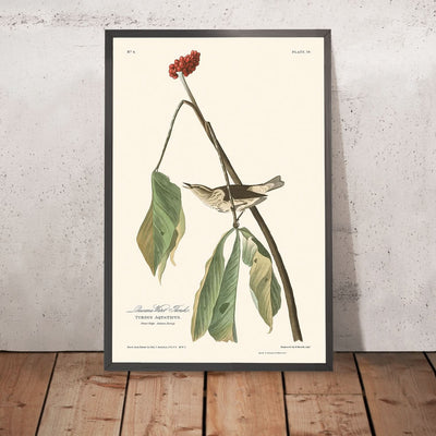 Grive d'eau de Louisiane par John James Audubon, 1827