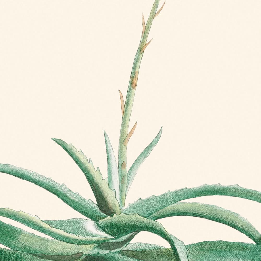 Candelabro Aloe de Pierre-Joseph Redouté, 1802