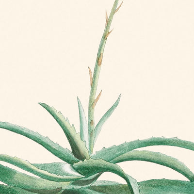 Candelabro Aloe de Pierre-Joseph Redouté, 1802
