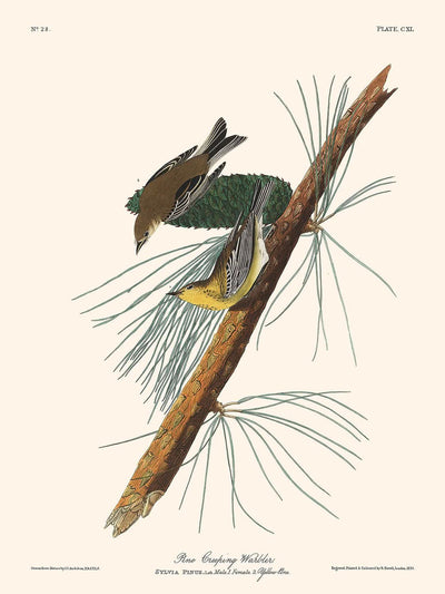 Kiefernkriechwarbler von John James Audubon, 1827 