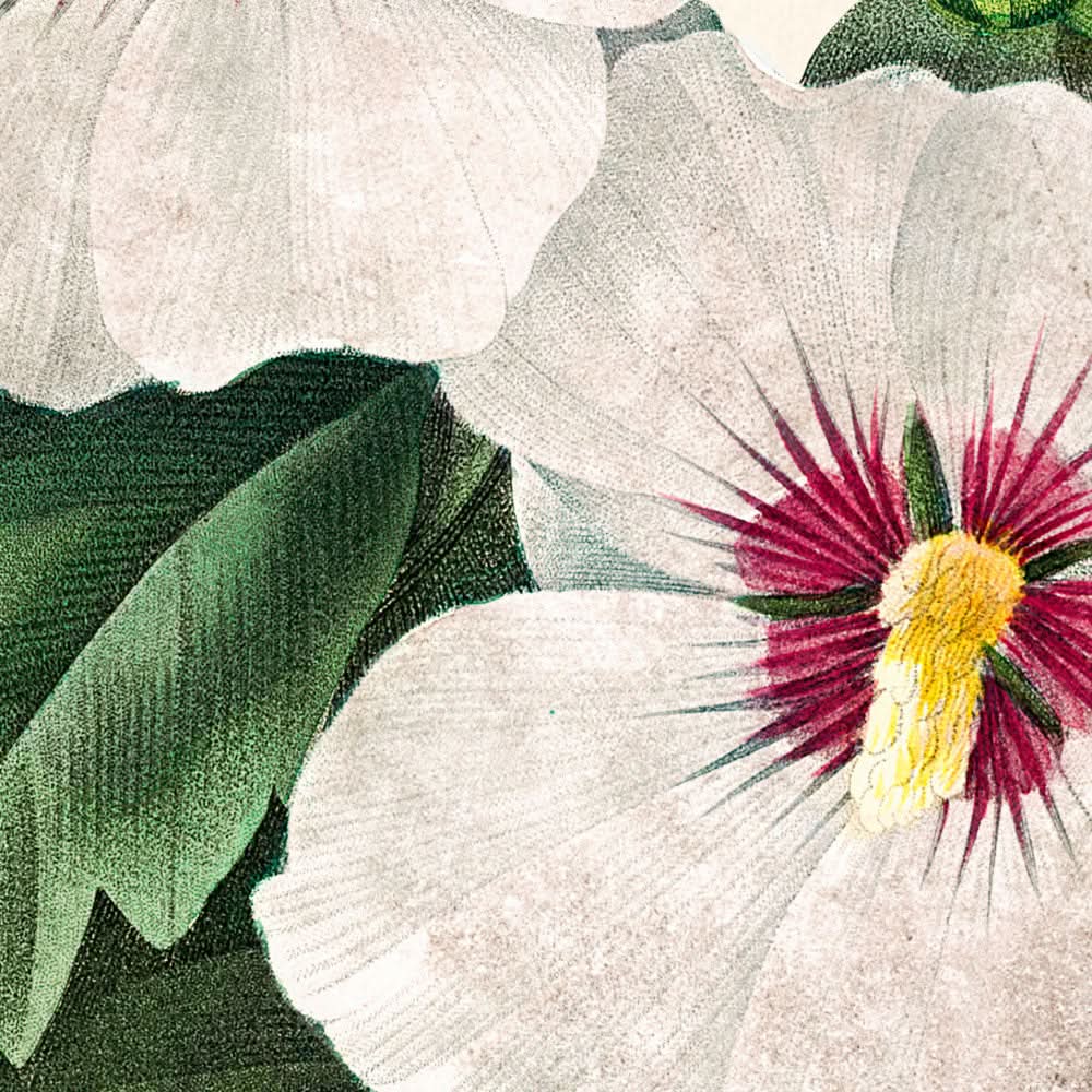 Hibiscus by Pierre-Joseph Redouté, 1827