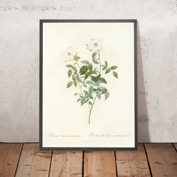 A framed image of Rosa indica acuminata by Pierre Joseph Redouté, 1817