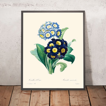 Primula Cowslip di Pierre-Joseph Redouté, 1802 