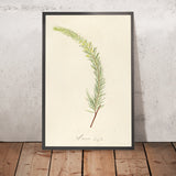 Acacia longifolia (Plate 19) by Pierre Joseph Redouté, 1813
