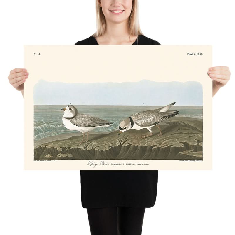 Piping Plover by John James Audubon, 1827