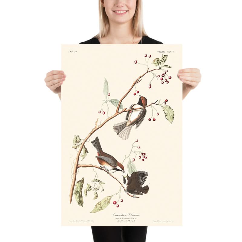 Cincia canadese di John James Audubon, 1827 