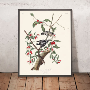 Pájaro carpintero velloso, de John James Audubon, 1827