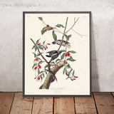 Picchio di Downy di John James Audubon, 1827 