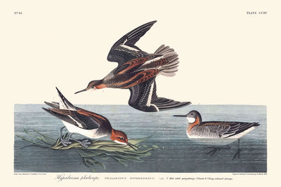 Hyperborean Phalarope by John James Audubon, 1827
