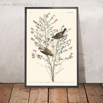 Warbler con corona arancione di John James Audubon, 1827 