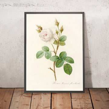 A framed image of White Moss Rose (Rosa muscosa alba) by Pierre Joseph Redouté, 1817