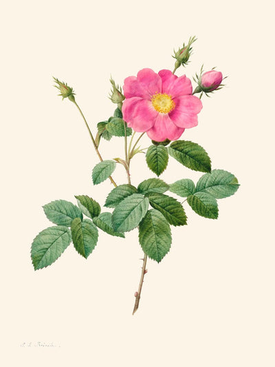 Kohlrose von Pierre-Joseph Redouté, 1817 