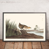 Rallo dal petto giallo di John James Audubon, 1827 
