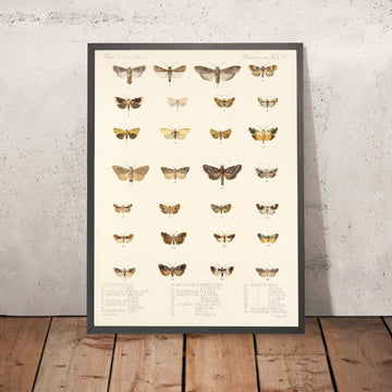 A framed image of 