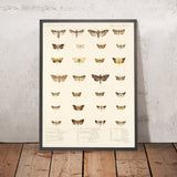Moths (Insecta Lepidoptera-Heterocera, Plate 32) by Frederick DuCane Godman, 1879
