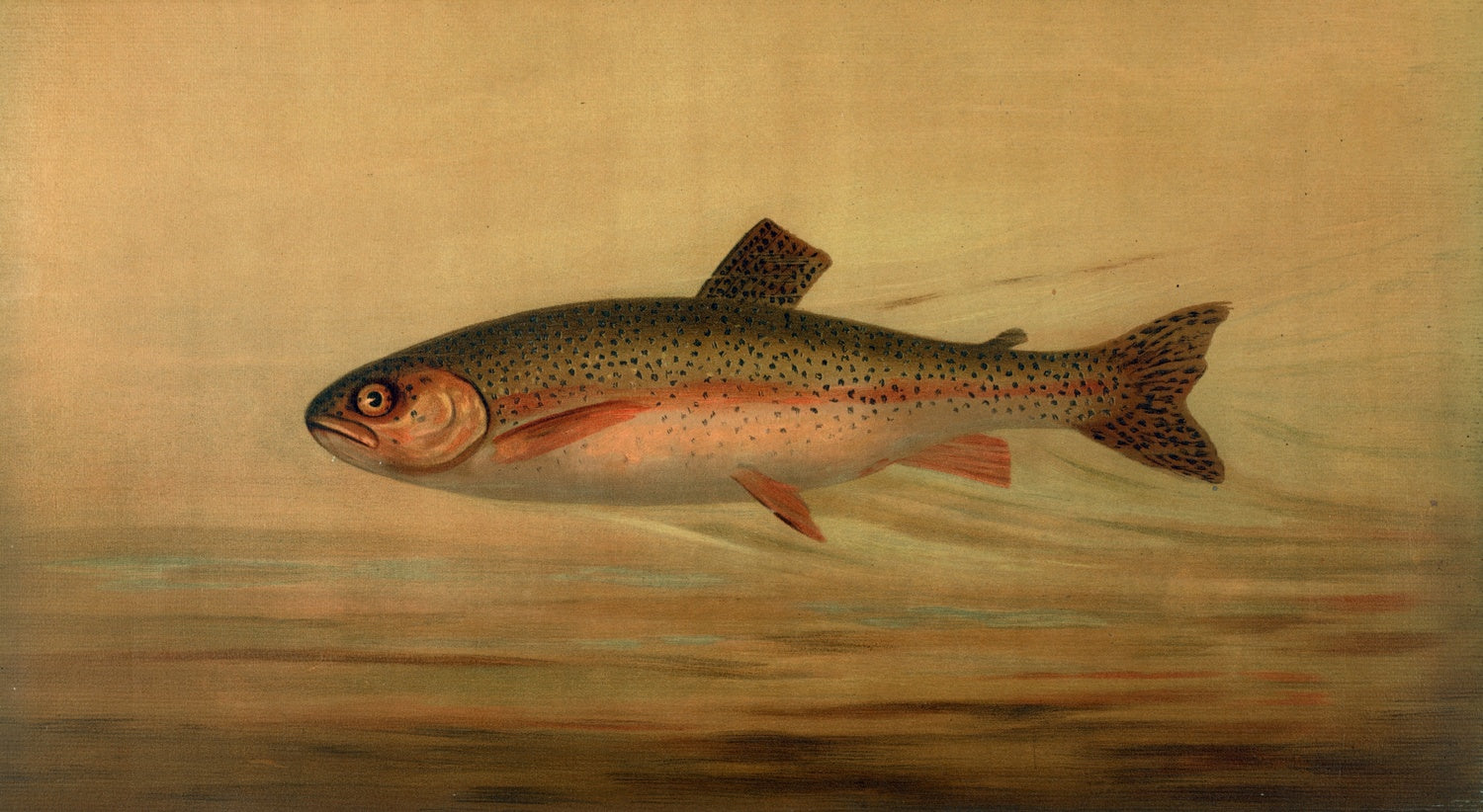 Artwork preview