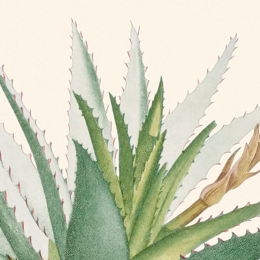 Aloe Glauca Miller di Pierre-Joseph Redouté, 1802 